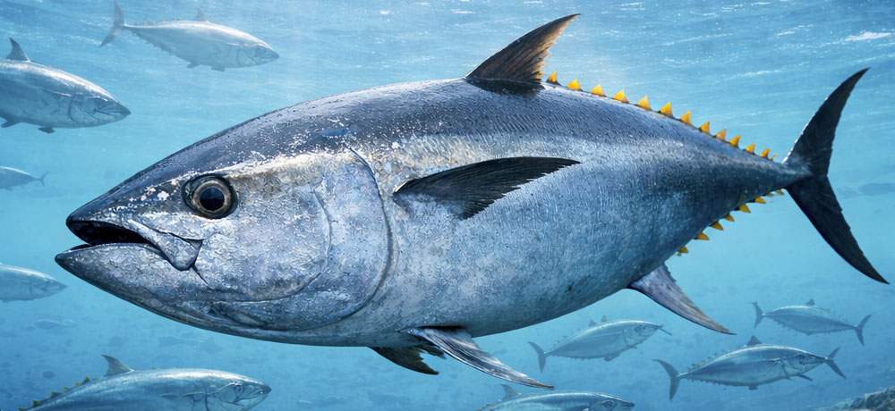 マグロとはどんな魚？