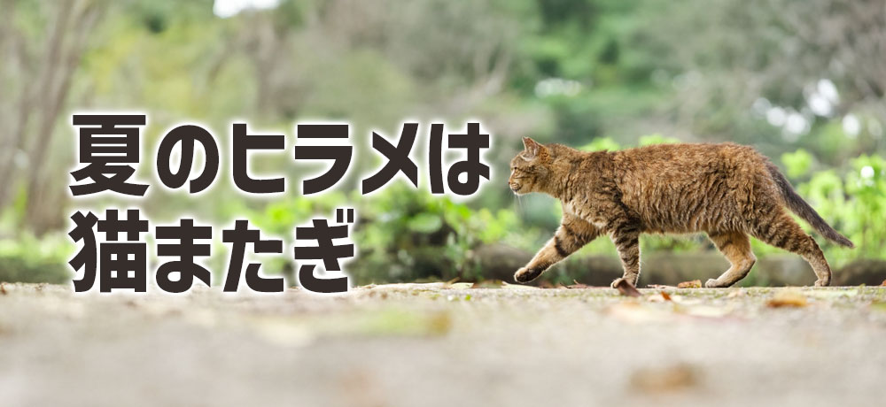 夏のヒラメは猫またぎ