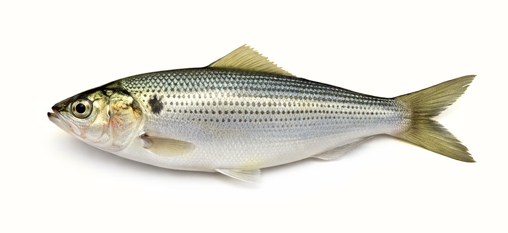 コハダ（小鰭）の成長過程の呼び名