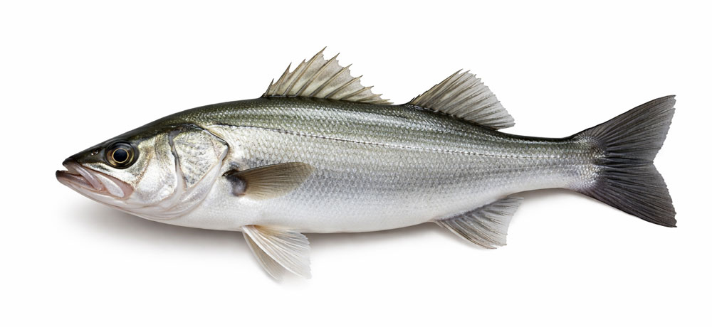 スズキ（鱸）の成長過程の呼び名