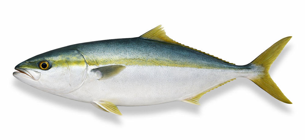 ブリ（鰤）の成長過程の呼び名