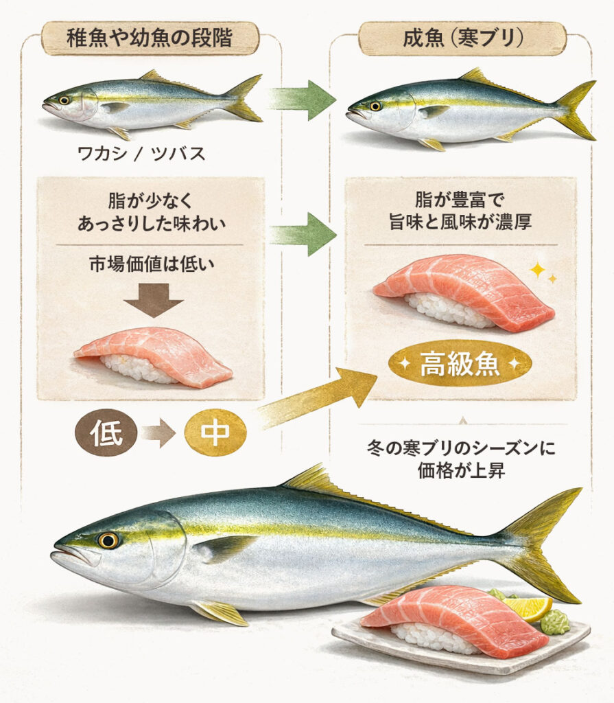 出世魚は成長とともに価値も変化する