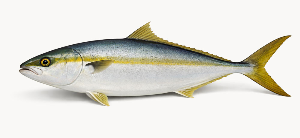 ヒラマサの基本情報　