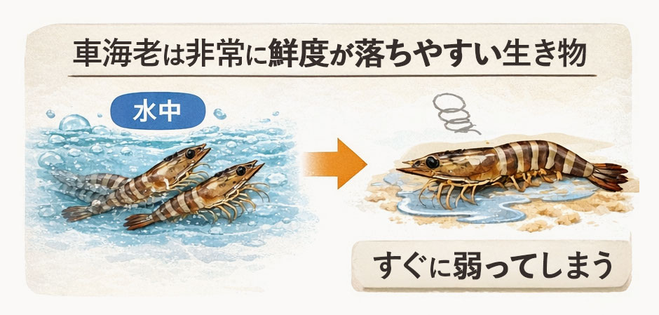 車海老は非常に鮮度が落ちやすい生き物です。