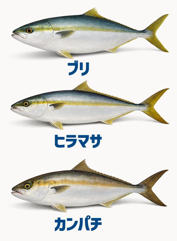 ブリ・ヒラマサ・カンパチ