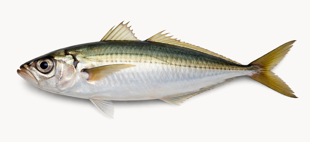 アジの基本情報