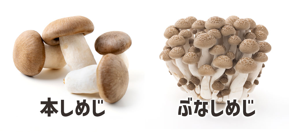 しめじ（本しめじ）とぶなしめじの比較