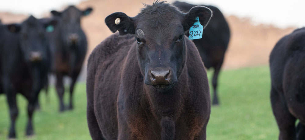 輸入牛の特徴とメリット