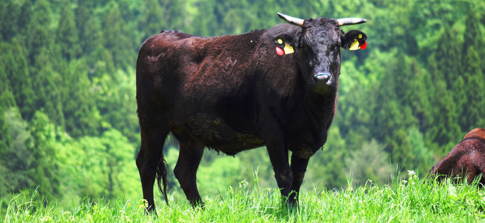 国産牛の飼育環境