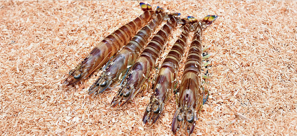 生きた車海老は、おがくずの中に入れて運ばれる