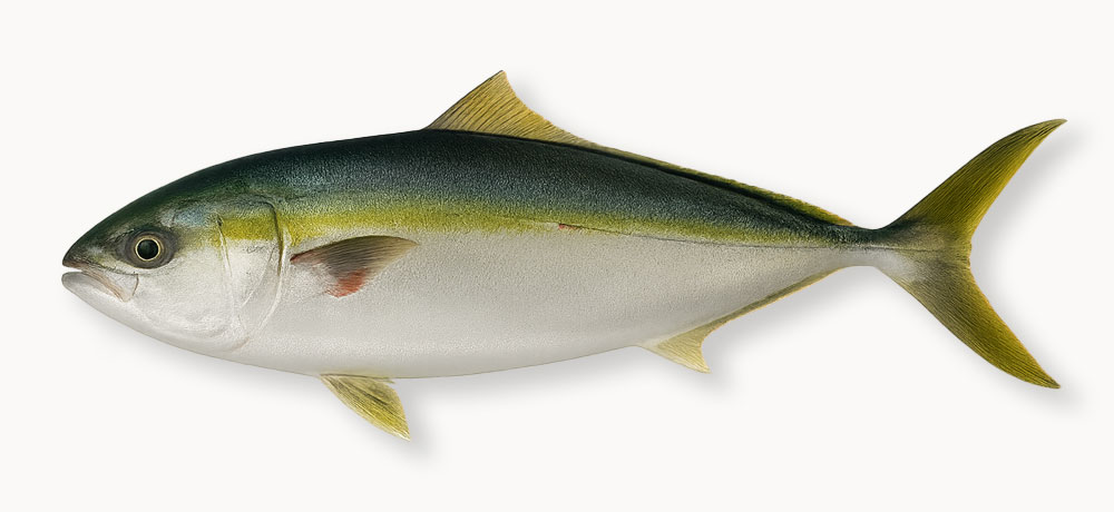 ブリとはどんな魚?