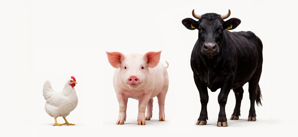 レバーの種類の違いと特徴