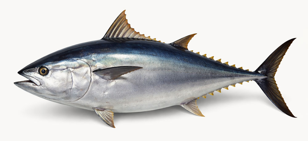 マグロ（クロマグロ）