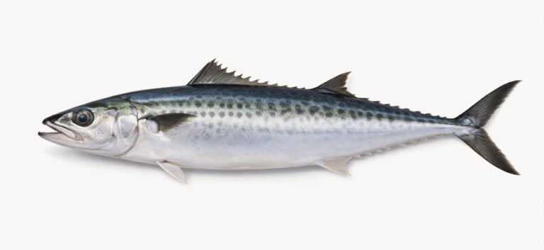 鰆(サワラ)の旬は春と冬どっち?それぞれの美味しさの違いを解説|食ノート