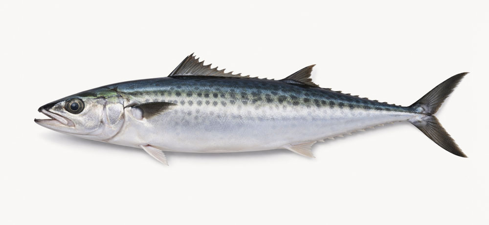 鰆（サワラ）は出世魚