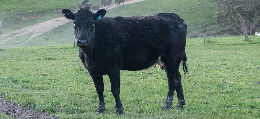 輸入牛の牛タンの特徴