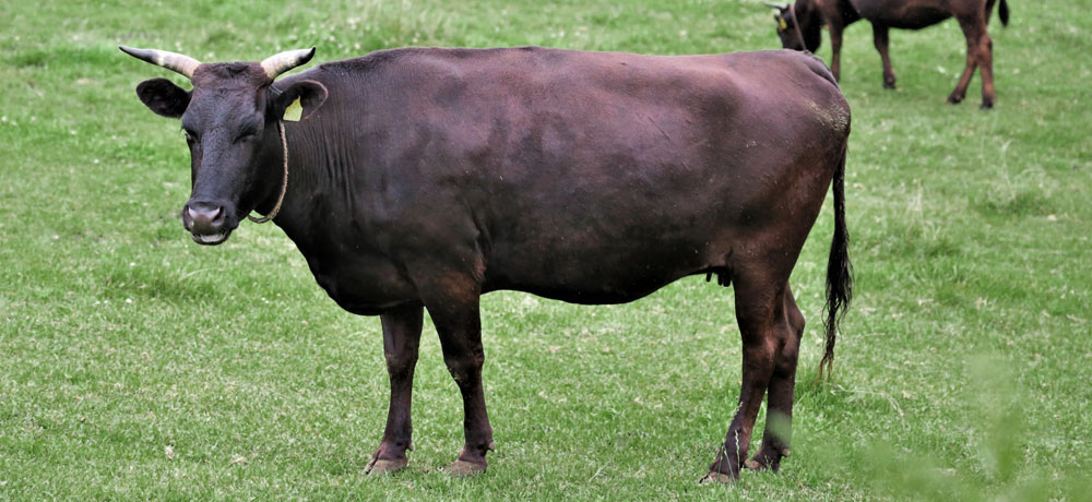 国産牛の牛タンの特徴