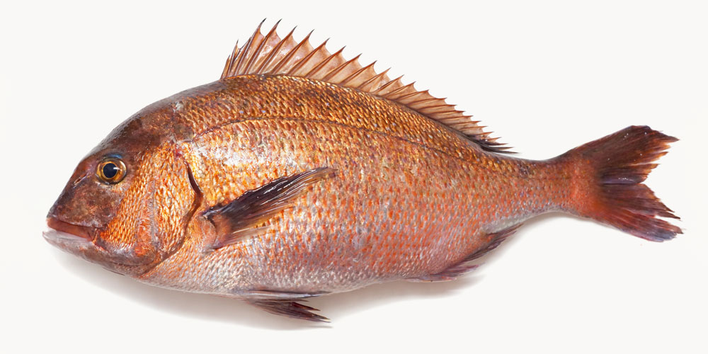 養殖鯛の鮮度は臭みに影響する