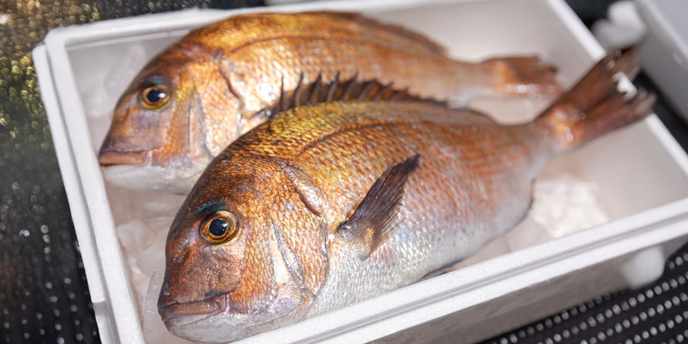 養殖鯛のメリット