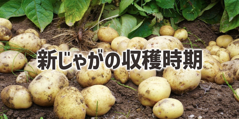 新じゃがの収穫時期と旬の特徴