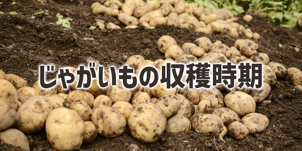 普通のじゃがいもの流通時期と年間供給
