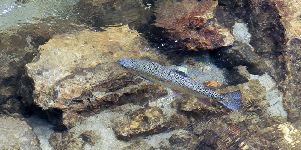 天然ニジマスに潜む寄生虫のリスク