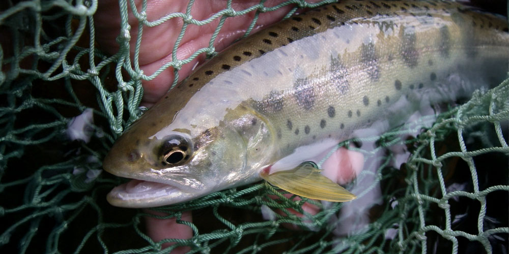 在来種への影響