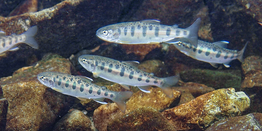 日本の河川にはヤマメやイワナといった在来のサケ科魚類がすでに生息