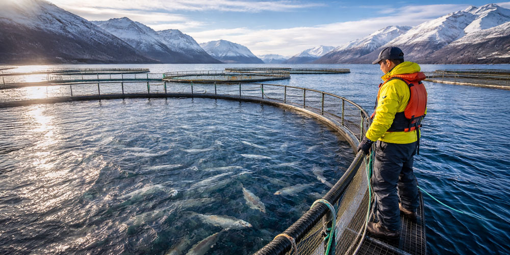 トラウトサーモンは主にチリやノルウェーなど、冷たい海水が豊富な地域で養殖されます