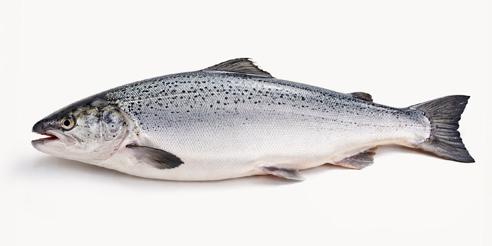 トラウトサーモンとアトランティックサーモンはどこが違う?