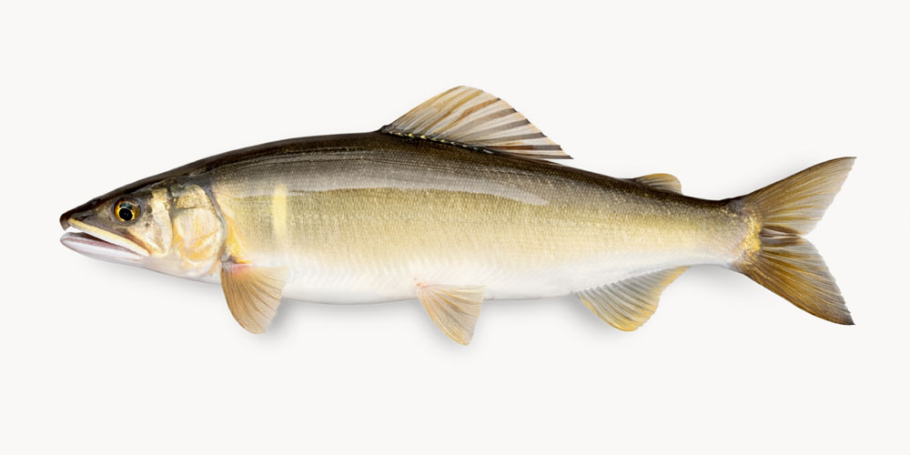 鮎ってどんな魚？