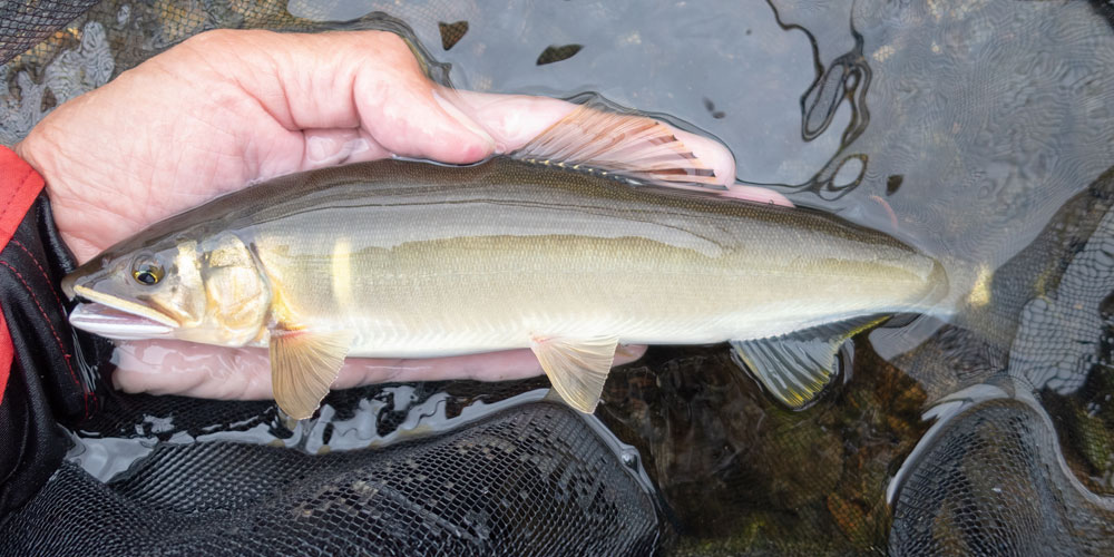 天然の鮎の生態