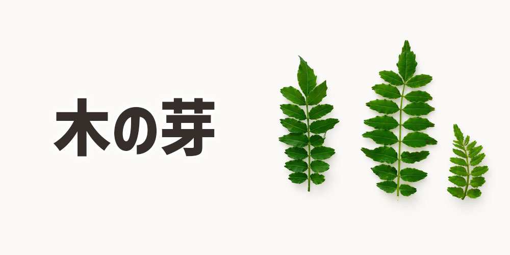 木の芽（きのめ）