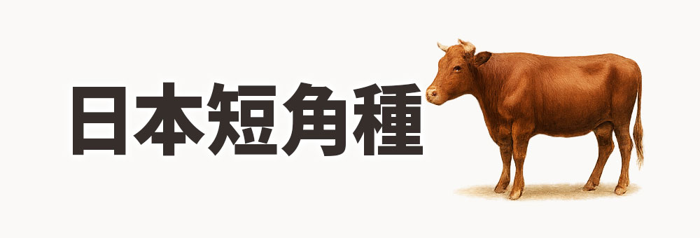 日本短角種（にほんたんかくしゅ）