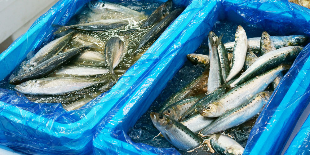 新鮮なイワシとアジの見分け方と選び方