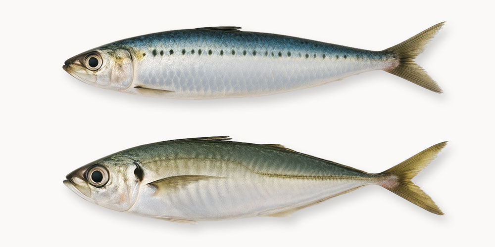 イワシとアジは青魚?