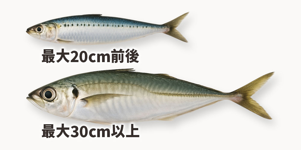 イワシとアジの体型・サイズ感の違い