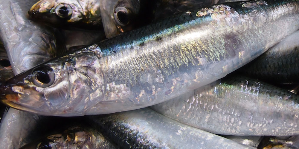 イワシとアジのウロコや皮の特徴の違い