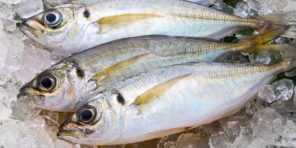 アジの旬とおいしい時期