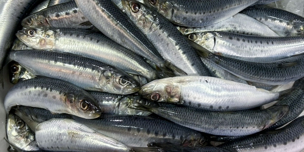 家計にやさしいのはイワシとアジどっち？