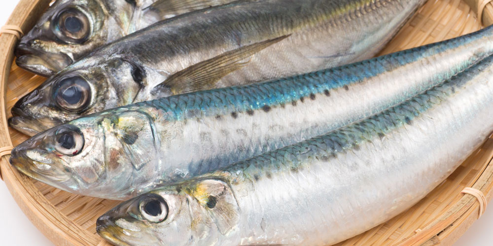 イワシとアジの旬の違い