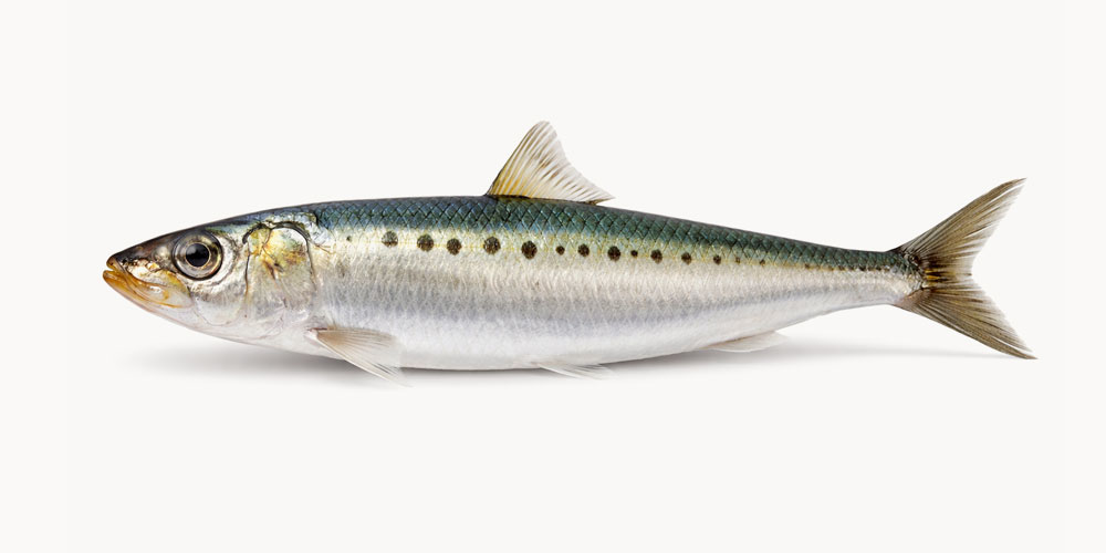 イワシの体のつくりの特徴