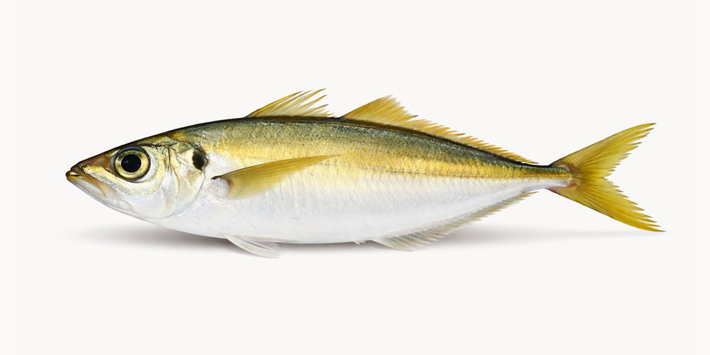 アジの体のつくりの特徴