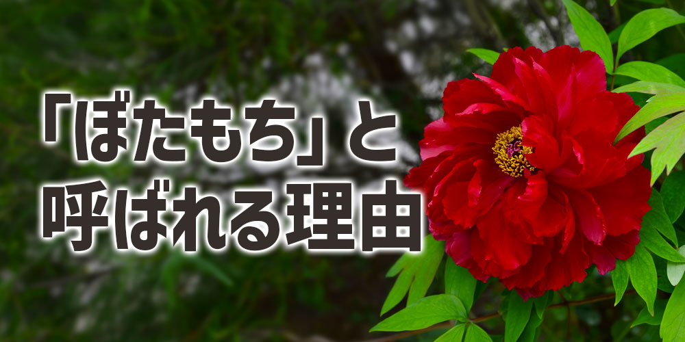 春は「ぼたもち」と呼ばれる理由