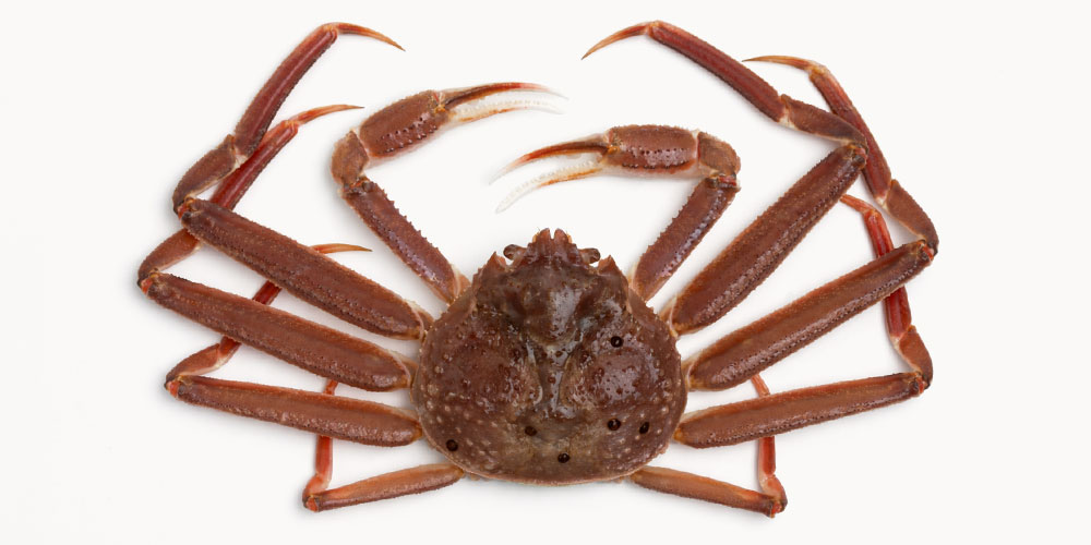旬のズワイガニがおいしい理由