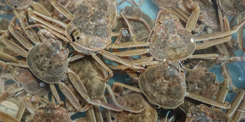 メス（セコガニ・香箱ガニ）の旬と特徴