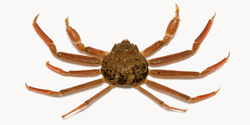 オスのズワイガニが旬を迎える時期