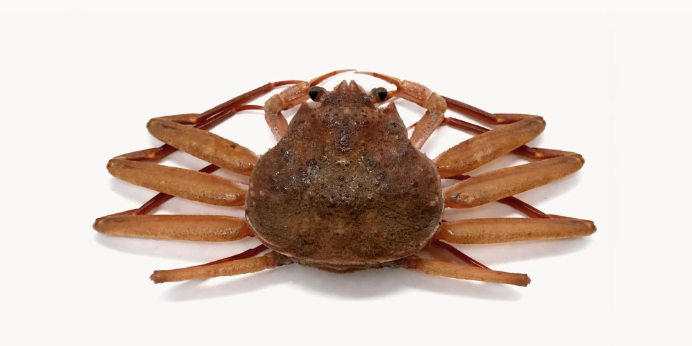 なぜメスの旬は短いのか