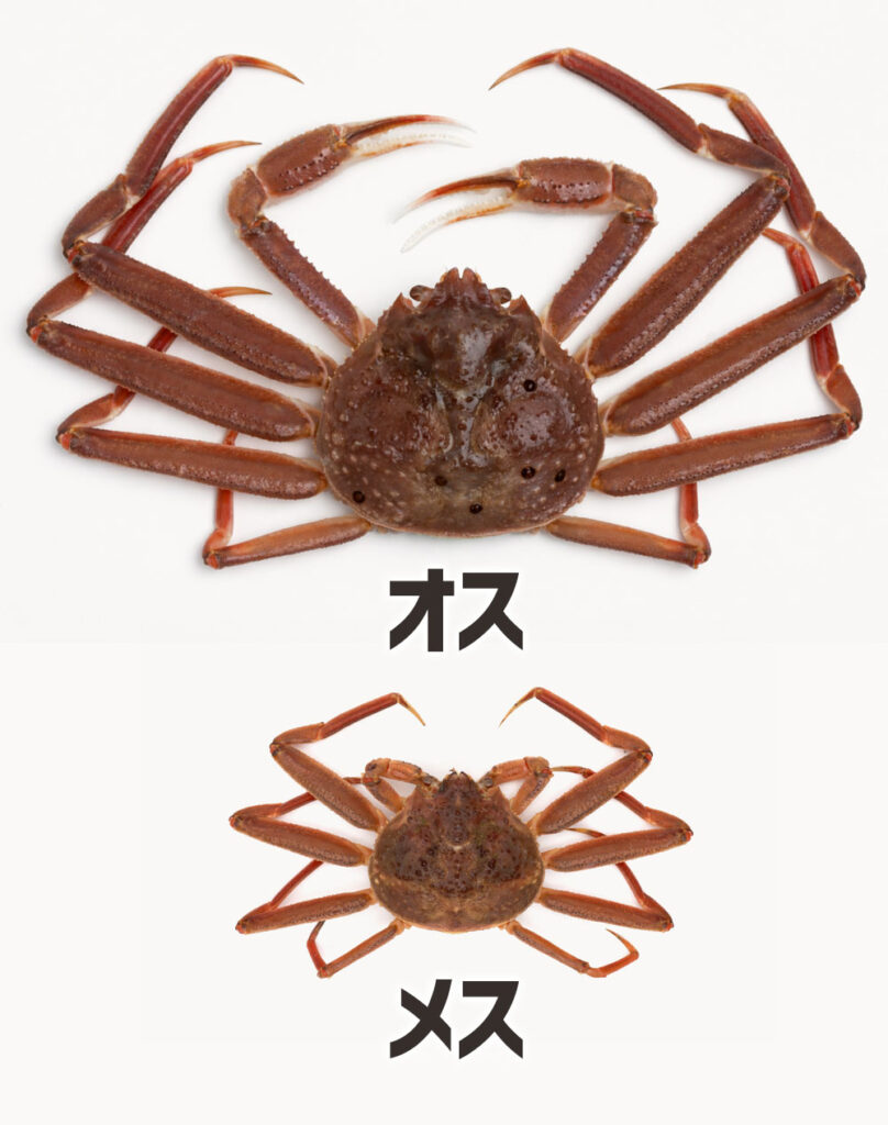 オスとメスは、成長する過程でサイズに圧倒的な差が出ます