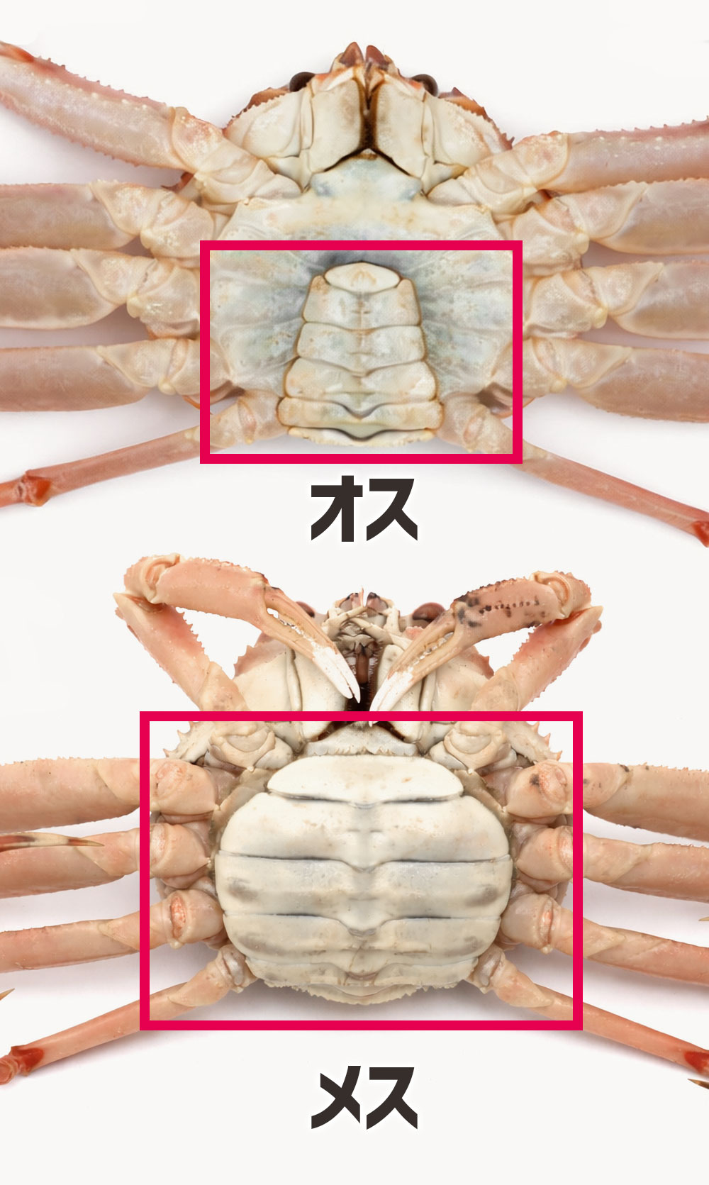 ひっくり返したときに見える「お腹のふんどし（腹蓋）」の形と大きさです。